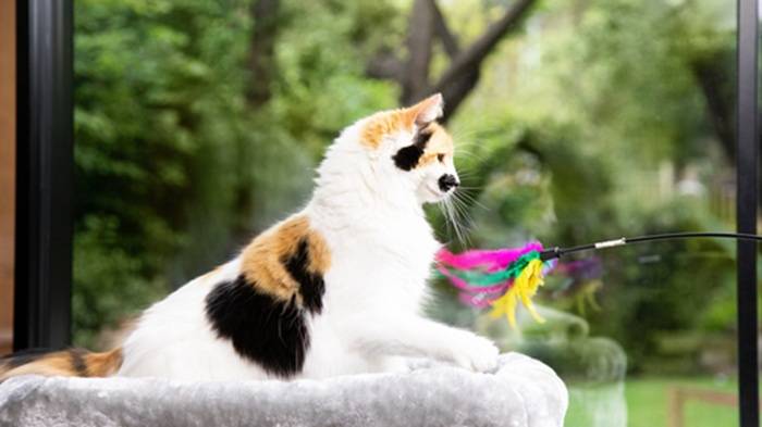 Learning Benefits of Cat Car Play